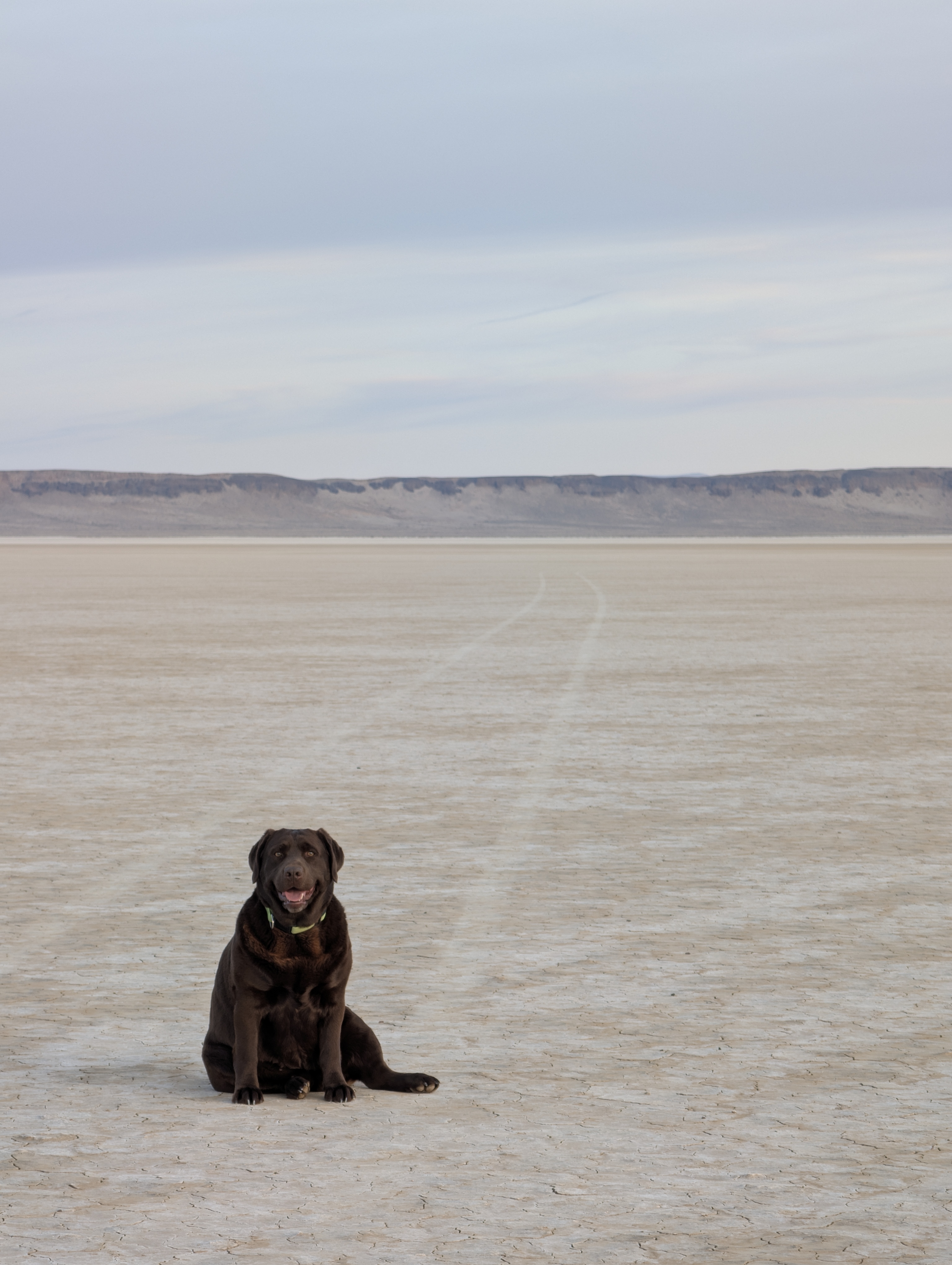 The English Labrador dam